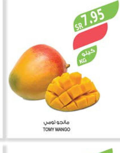 Mango   in Farm  in KSA, Saudi Arabia, Saudi - Al Hasa