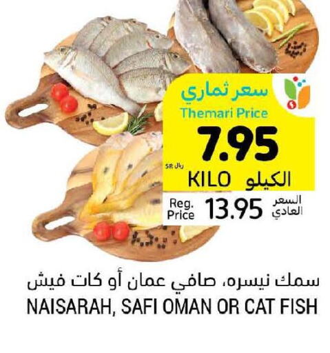  Tuna  in Tamimi Market in KSA, Saudi Arabia, Saudi - Dammam