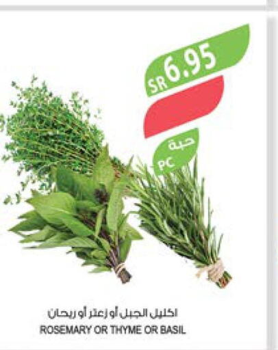  Chilli / Capsicum  in المزرعة in مملكة العربية السعودية, السعودية, سعودية - الأحساء‎