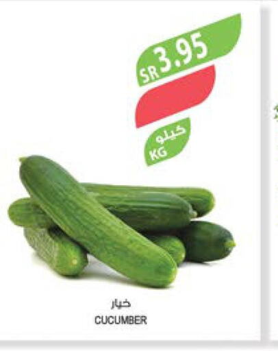  Cucumber  in Farm  in KSA, Saudi Arabia, Saudi - Jubail