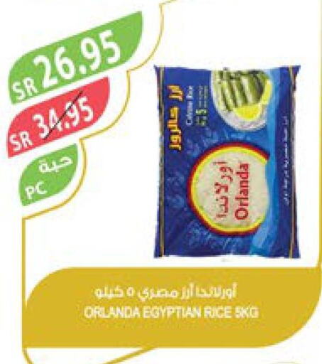  Egyptian / Calrose Rice  in Farm  in KSA, Saudi Arabia, Saudi - Al Bahah