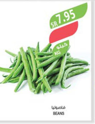  Beans  in Farm  in KSA, Saudi Arabia, Saudi - Tabuk