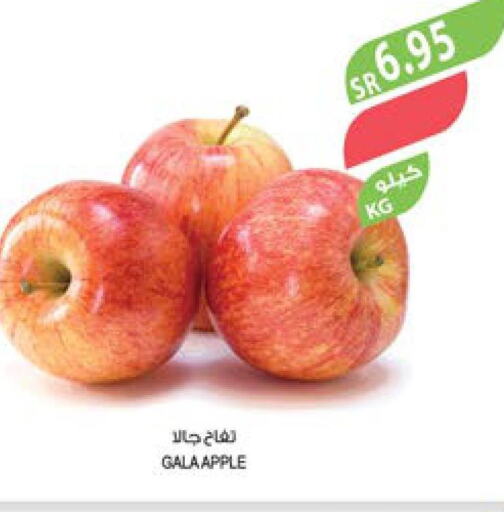  Apples  in Farm  in KSA, Saudi Arabia, Saudi - Tabuk
