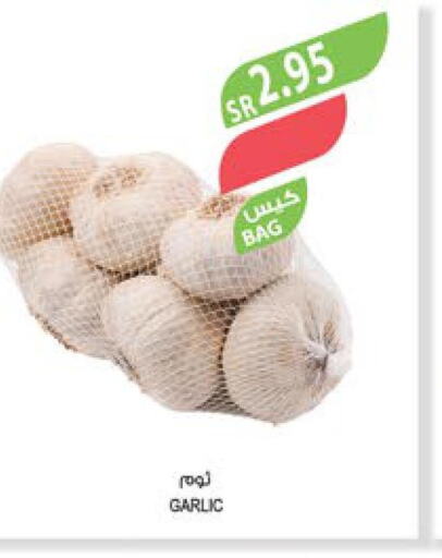 Garlic  in المزرعة in مملكة العربية السعودية, السعودية, سعودية - الأحساء‎