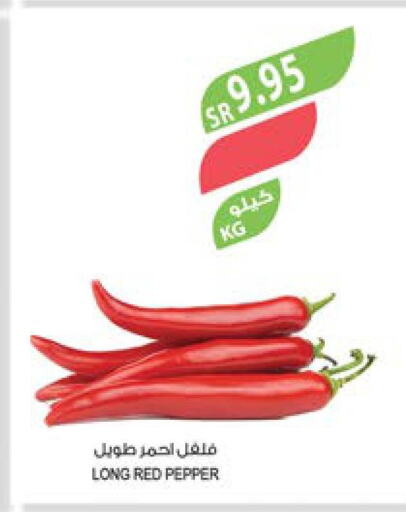  Chilli / Capsicum  in المزرعة in مملكة العربية السعودية, السعودية, سعودية - عرعر