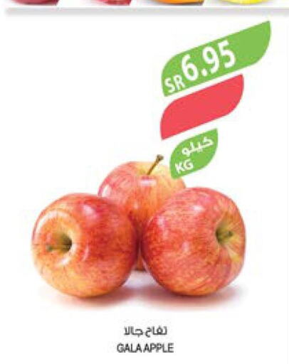  Apples  in Farm  in KSA, Saudi Arabia, Saudi - Al Hasa