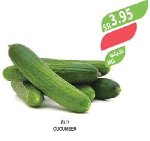  Cucumber  in المزرعة in مملكة العربية السعودية, السعودية, سعودية - نجران