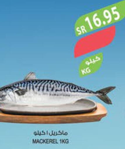  Tuna  in Farm  in KSA, Saudi Arabia, Saudi - Jeddah