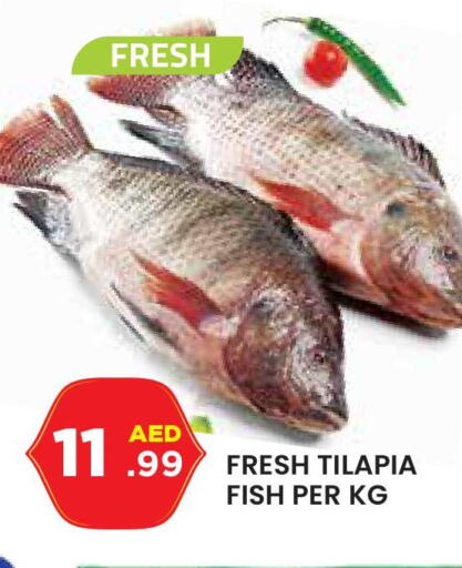 Fresh King Fish in Dubai,Sharjah,Ajman