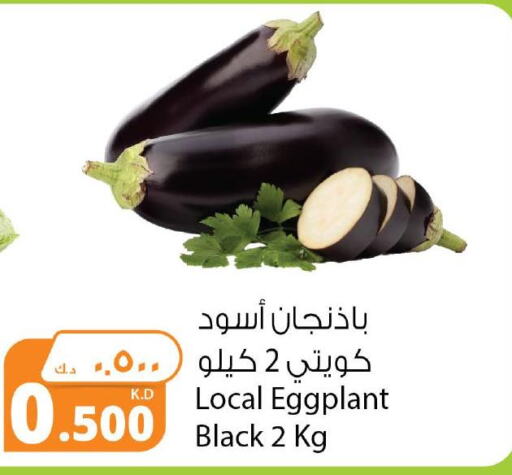  Cabbage  in شركة المنتجات الزراعية الغذائية in الكويت - محافظة الجهراء
