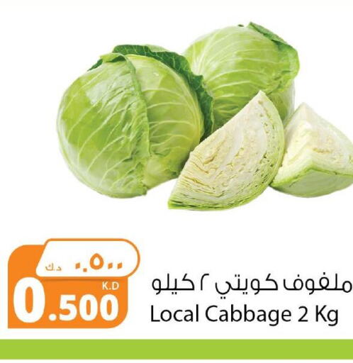  Cabbage  in Agricultural Food Products Co. in Kuwait - Kuwait City
