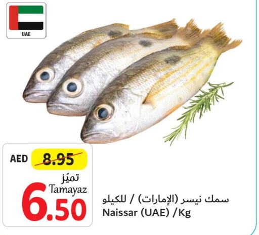  King Fish  in Union Coop in UAE - Abu Dhabi