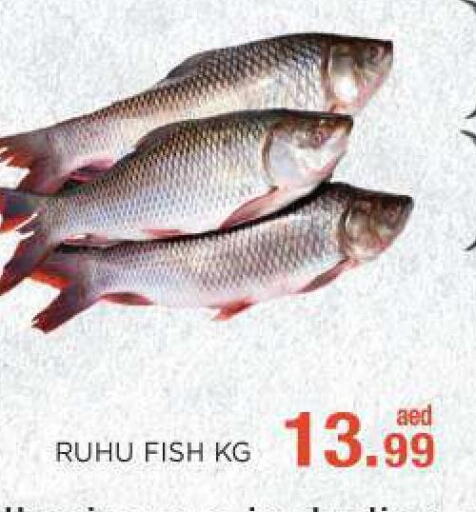  King Fish  in C.M. supermarket in UAE - Abu Dhabi