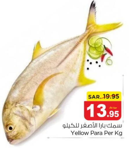  King Fish  in نستو in مملكة العربية السعودية, السعودية, سعودية - الرياض