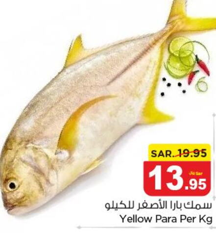  King Fish  in نستو in مملكة العربية السعودية, السعودية, سعودية - المجمعة