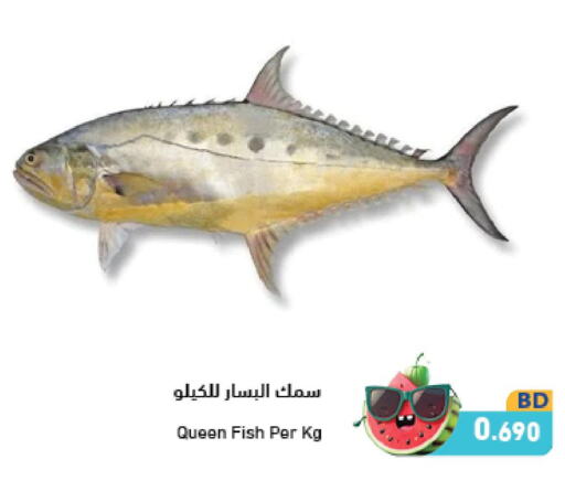  King Fish  in Ramez in Bahrain