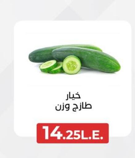  Cucumber  in Arafa Market in Egypt - Cairo