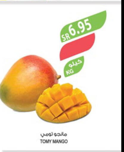 Mango   in Farm  in KSA, Saudi Arabia, Saudi - Arar