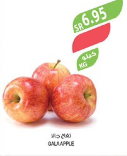  Apples  in Farm  in KSA, Saudi Arabia, Saudi - Jazan