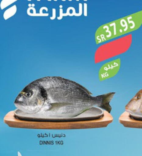  King Fish  in المزرعة in مملكة العربية السعودية, السعودية, سعودية - الأحساء‎