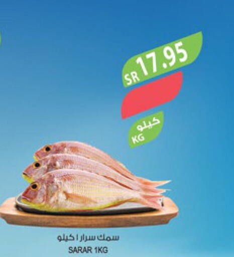  Tuna  in المزرعة in مملكة العربية السعودية, السعودية, سعودية - الخبر‎