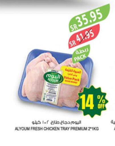 AL YOUM Fresh Chicken  in Farm  in KSA, Saudi Arabia, Saudi - Al Hasa