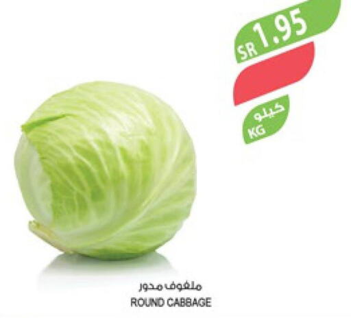  Cabbage  in Farm  in KSA, Saudi Arabia, Saudi - Al Bahah