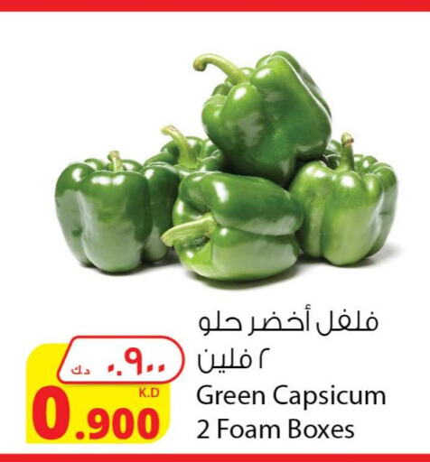  Chilli / Capsicum  in شركة المنتجات الزراعية الغذائية in الكويت - مدينة الكويت