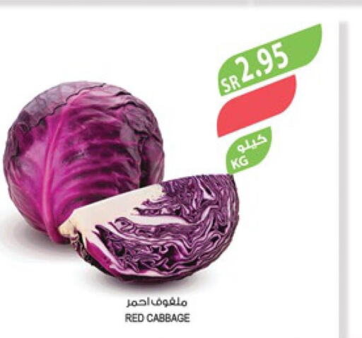  Cabbage  in Farm  in KSA, Saudi Arabia, Saudi - Al Hasa