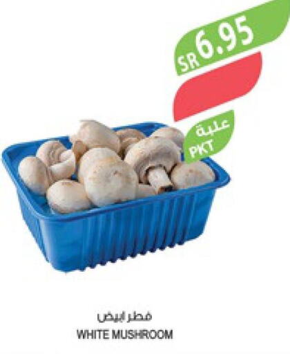  Mushroom  in Farm  in KSA, Saudi Arabia, Saudi - Al Bahah