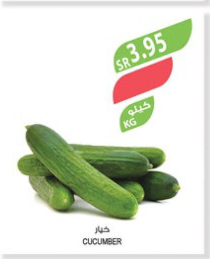  Cucumber  in Farm  in KSA, Saudi Arabia, Saudi - Al Hasa