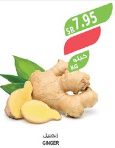  Ginger  in المزرعة in مملكة العربية السعودية, السعودية, سعودية - أبها