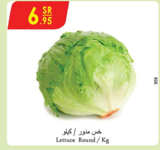  Cabbage  in الدانوب in مملكة العربية السعودية, السعودية, سعودية - الطائف