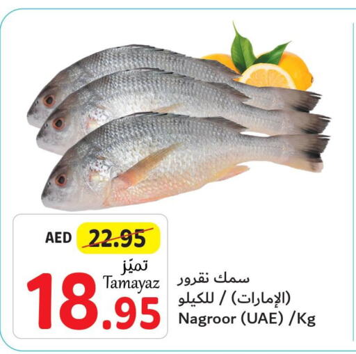  King Fish  in Union Coop in UAE - Sharjah / Ajman