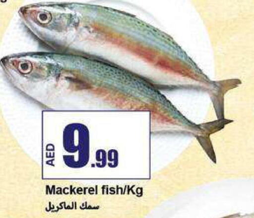  King Fish  in Rawabi Market Ajman in UAE - Sharjah / Ajman