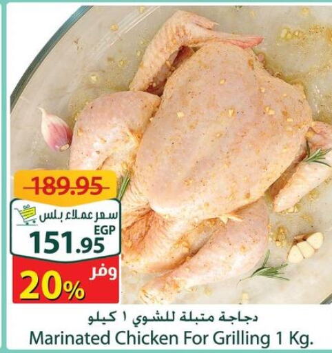  Marinated Chicken  in سبينس in Egypt - القاهرة