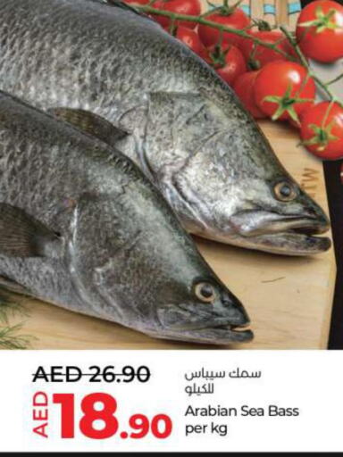  King Fish  in Lulu Hypermarket in UAE - Ras al Khaimah