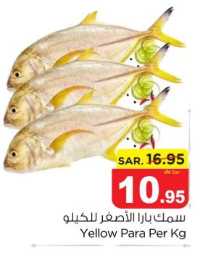  King Fish  in نستو in مملكة العربية السعودية, السعودية, سعودية - الخرج