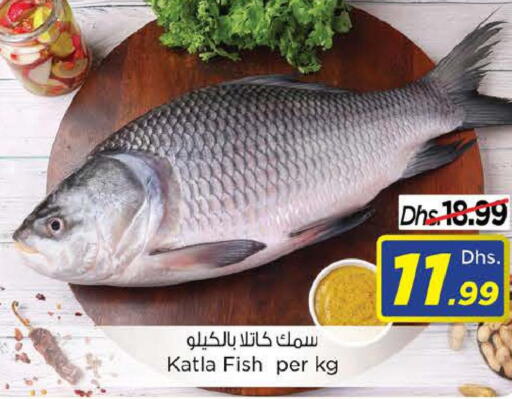  King Fish  in Last Chance  in UAE - Sharjah / Ajman
