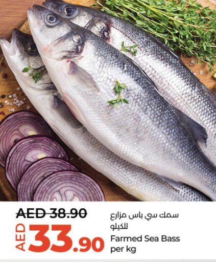  King Fish  in لولو هايبرماركت in الإمارات العربية المتحدة , الامارات - ٱلْعَيْن‎