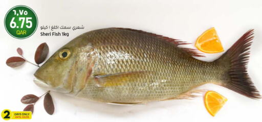  King Fish  in Gulf Food Center in Qatar - Al Wakra