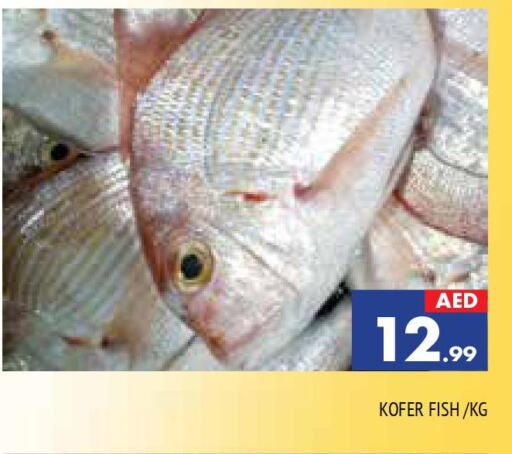  King Fish  in AL MADINA in UAE - Sharjah / Ajman