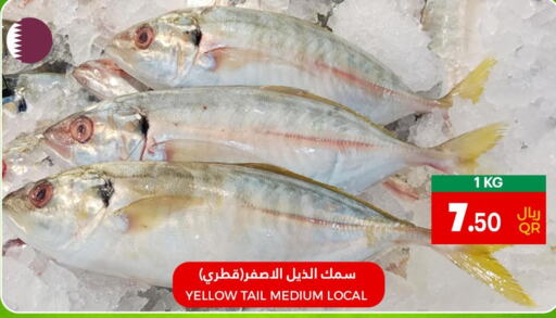  King Fish  in Village Markets  in Qatar - Doha