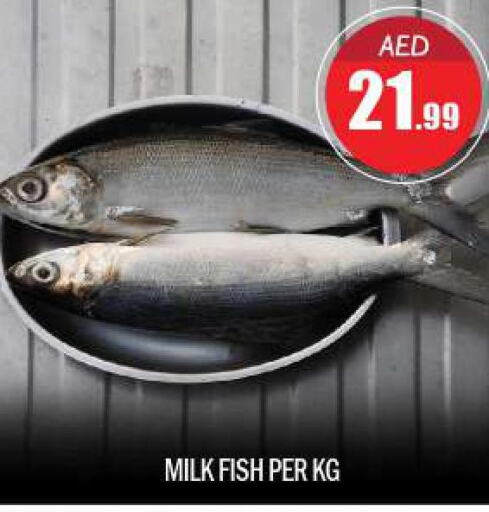  King Fish  in بيج مارت in الإمارات العربية المتحدة , الامارات - أبو ظبي
