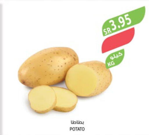  Potato  in المزرعة in مملكة العربية السعودية, السعودية, سعودية - الأحساء‎