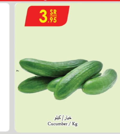  Cucumber  in الدانوب in مملكة العربية السعودية, السعودية, سعودية - تبوك