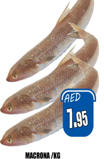  King Fish  in هايبرماركت مجستك بلس in الإمارات العربية المتحدة , الامارات - أبو ظبي