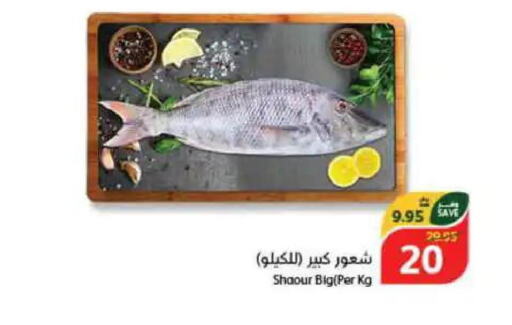  King Fish  in هايبر بنده in مملكة العربية السعودية, السعودية, سعودية - الخرج