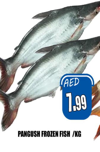  King Fish  in هايبرماركت مجستك بلس in الإمارات العربية المتحدة , الامارات - أبو ظبي