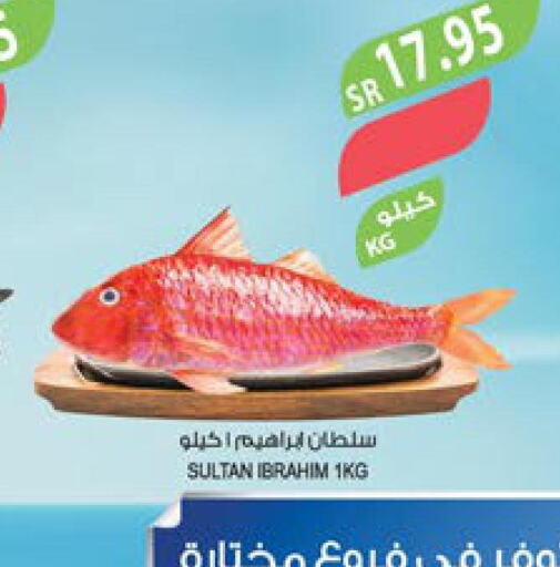  King Fish  in المزرعة in مملكة العربية السعودية, السعودية, سعودية - تبوك